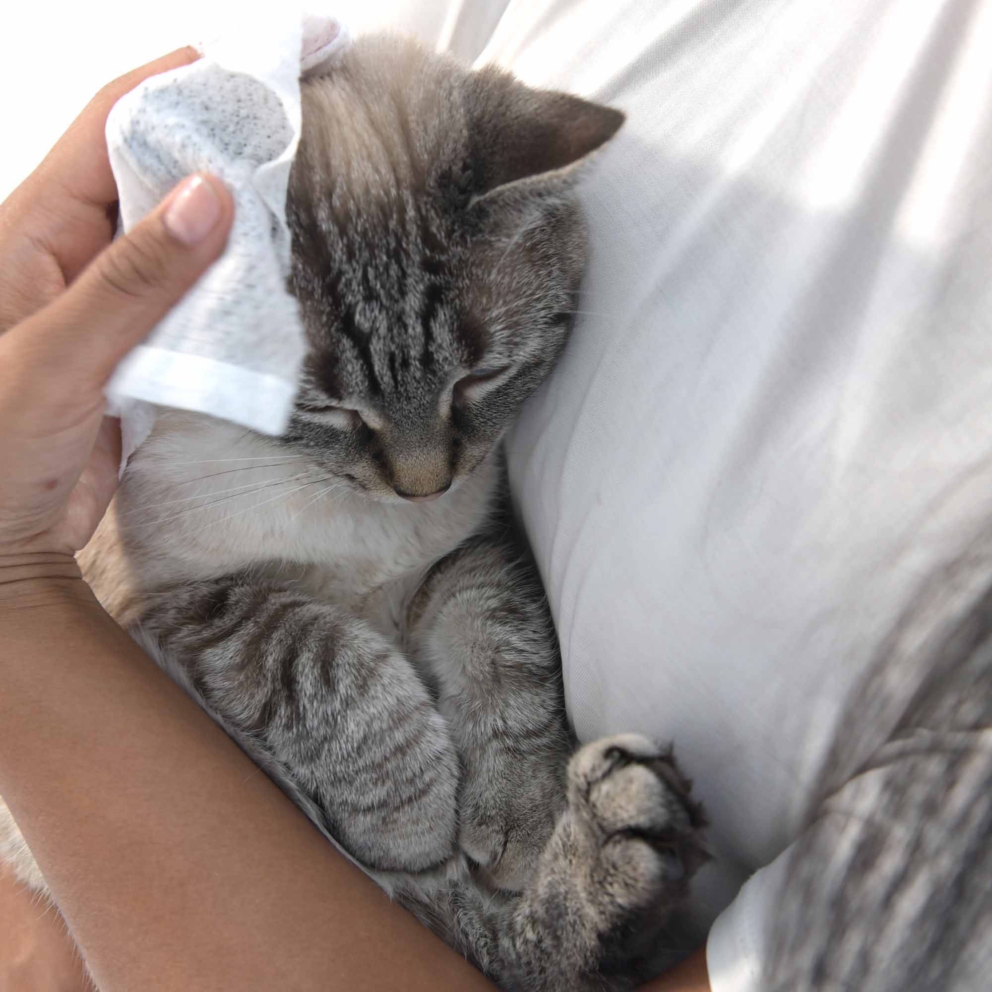 Pet Wipes Unscented-1 unit - View 2