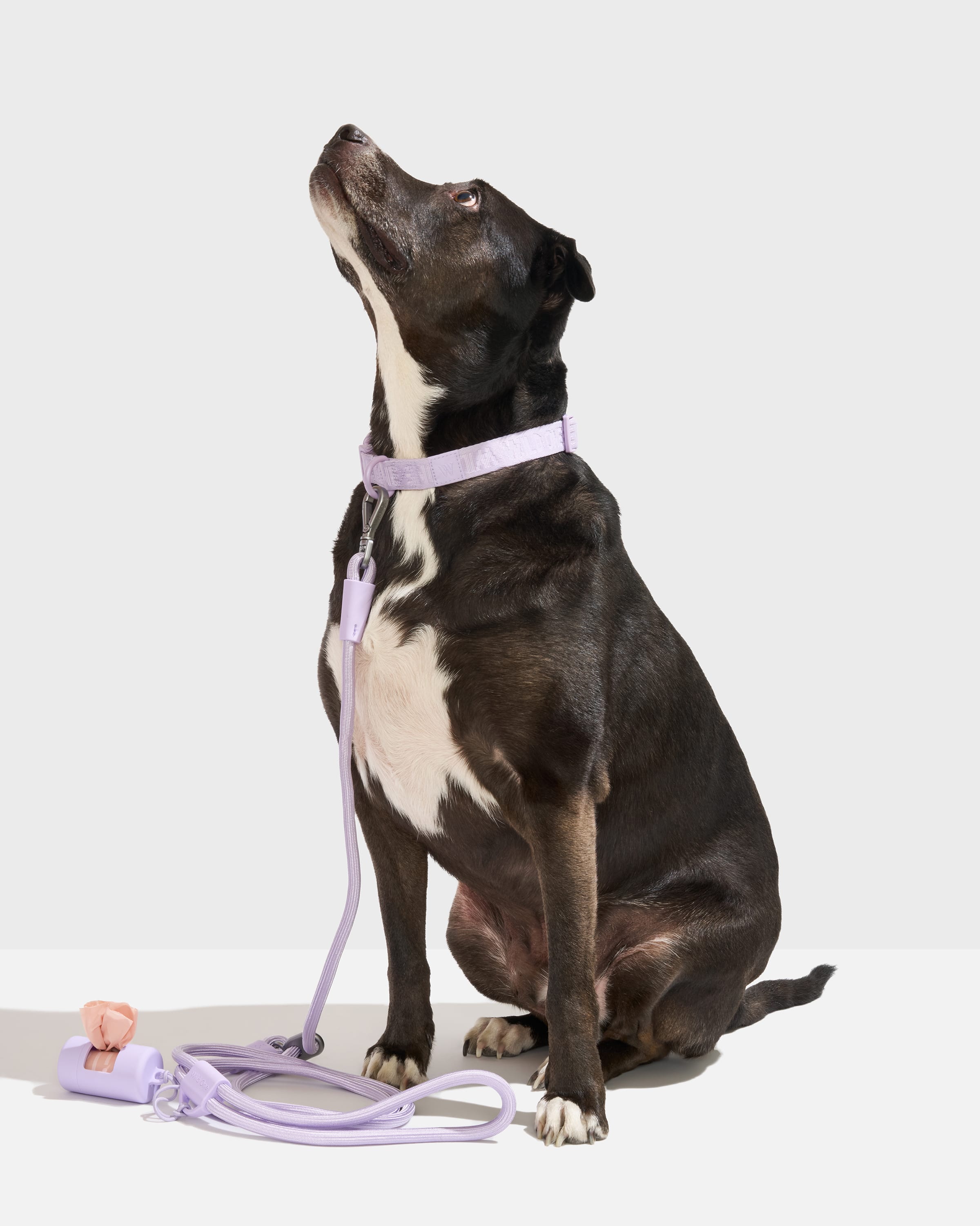 Quick-Release Collar + Hands-Free Rope Leash Walk Kit - View 2