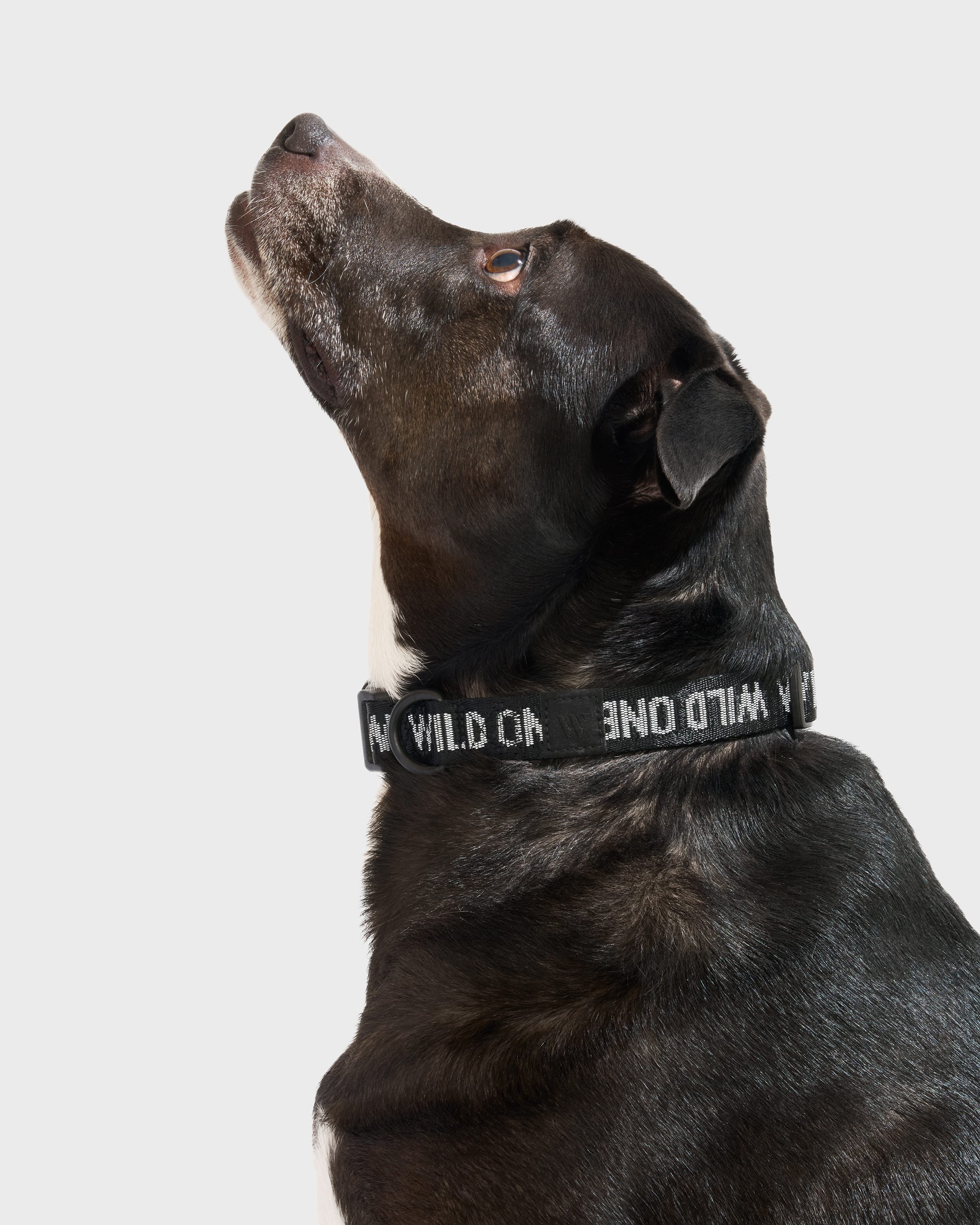 Quick-Release Dog Collar - View 2