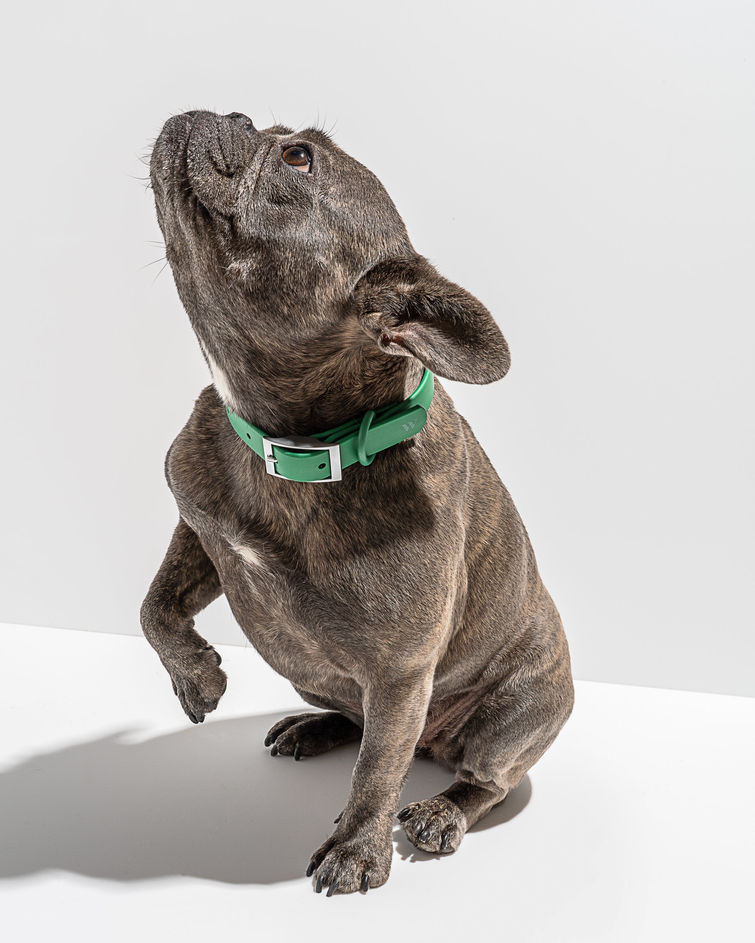 Waterproof Dog Collar - View 6
