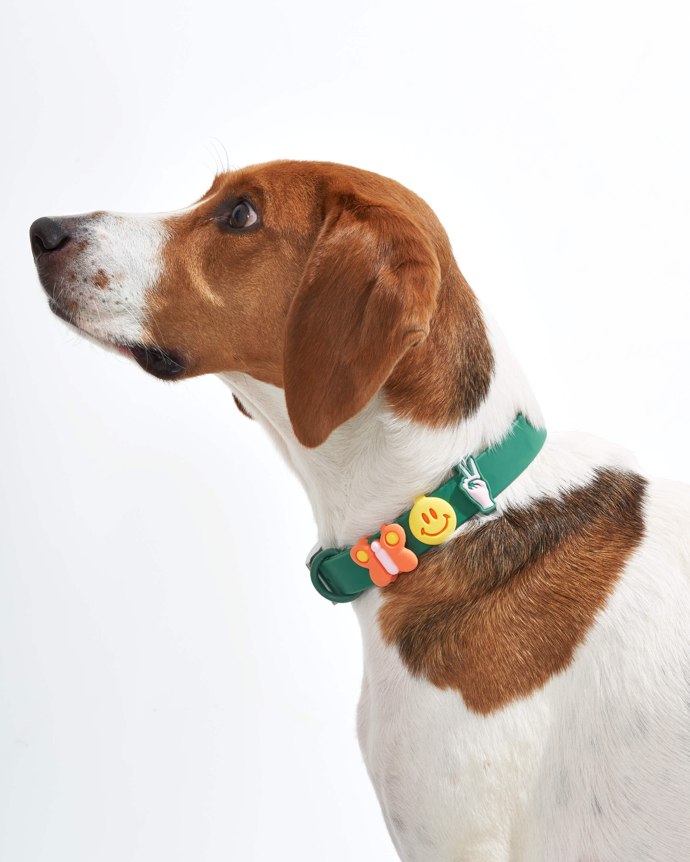 Dog Flair Pack - View 3