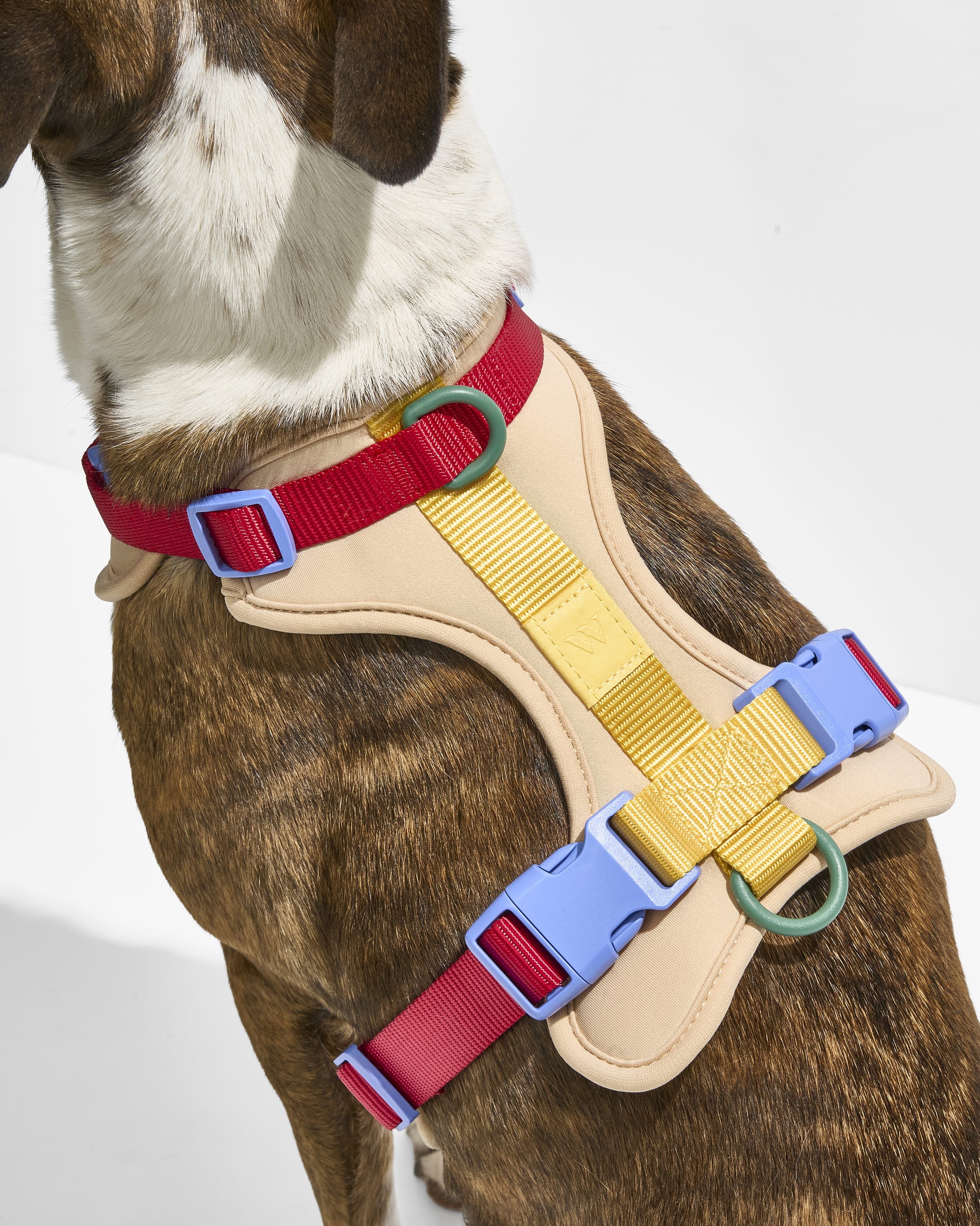 Cushioned Harness + Lightweight Leash Walk Kit - View 6