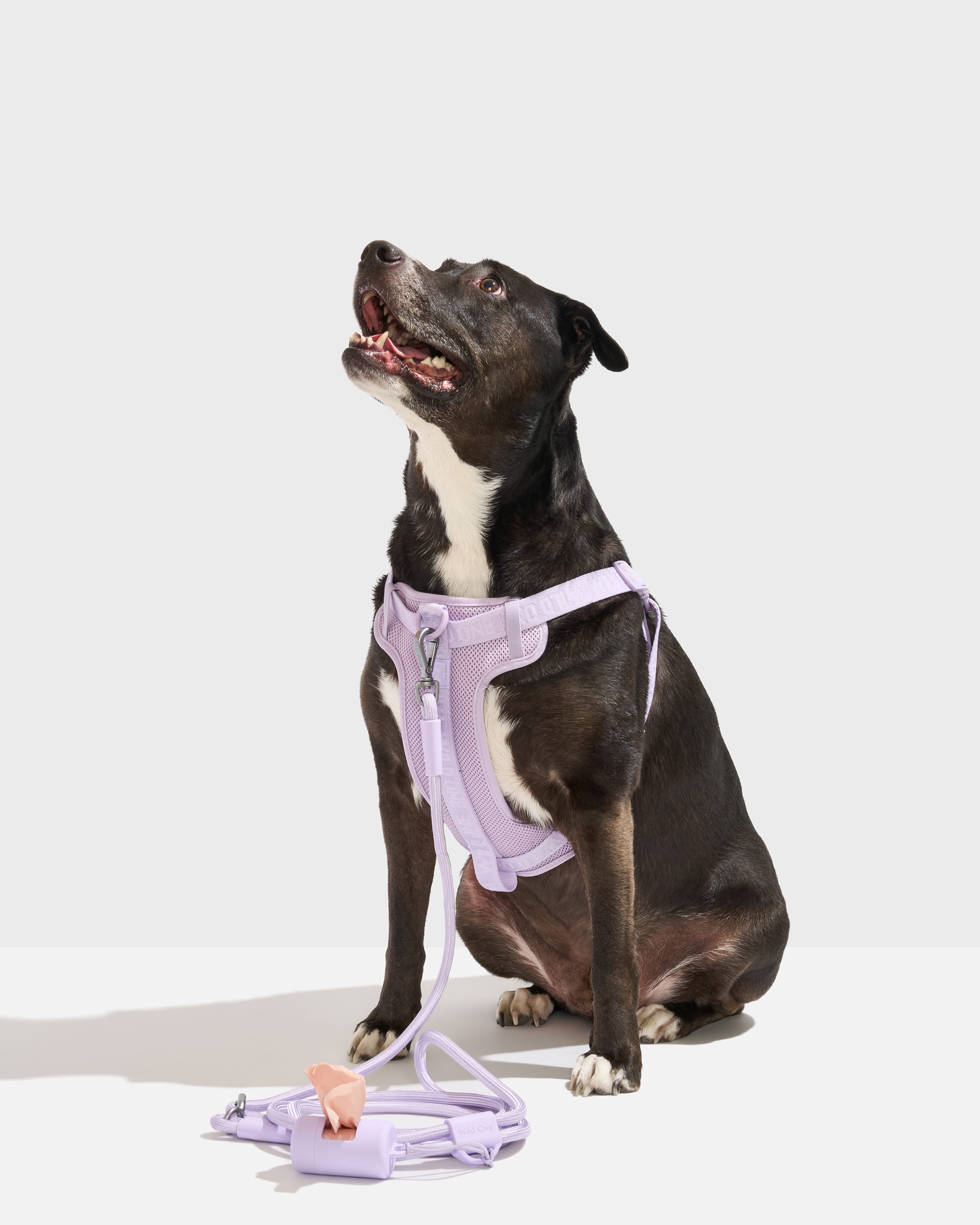 Step-In Harness + Hands-Free Rope Leash Walk Kit - View 2