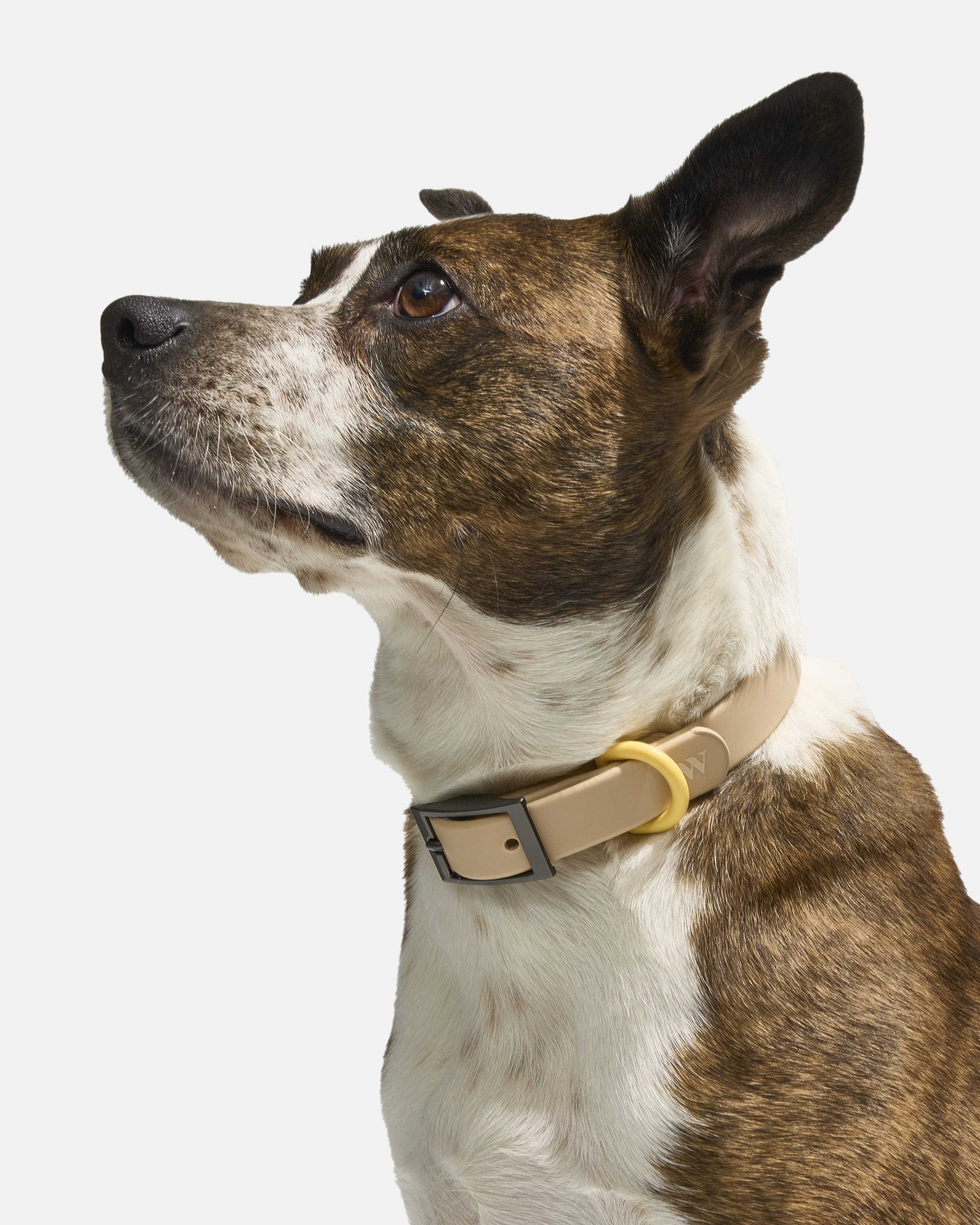 Waterproof Dog Collar - View 4
