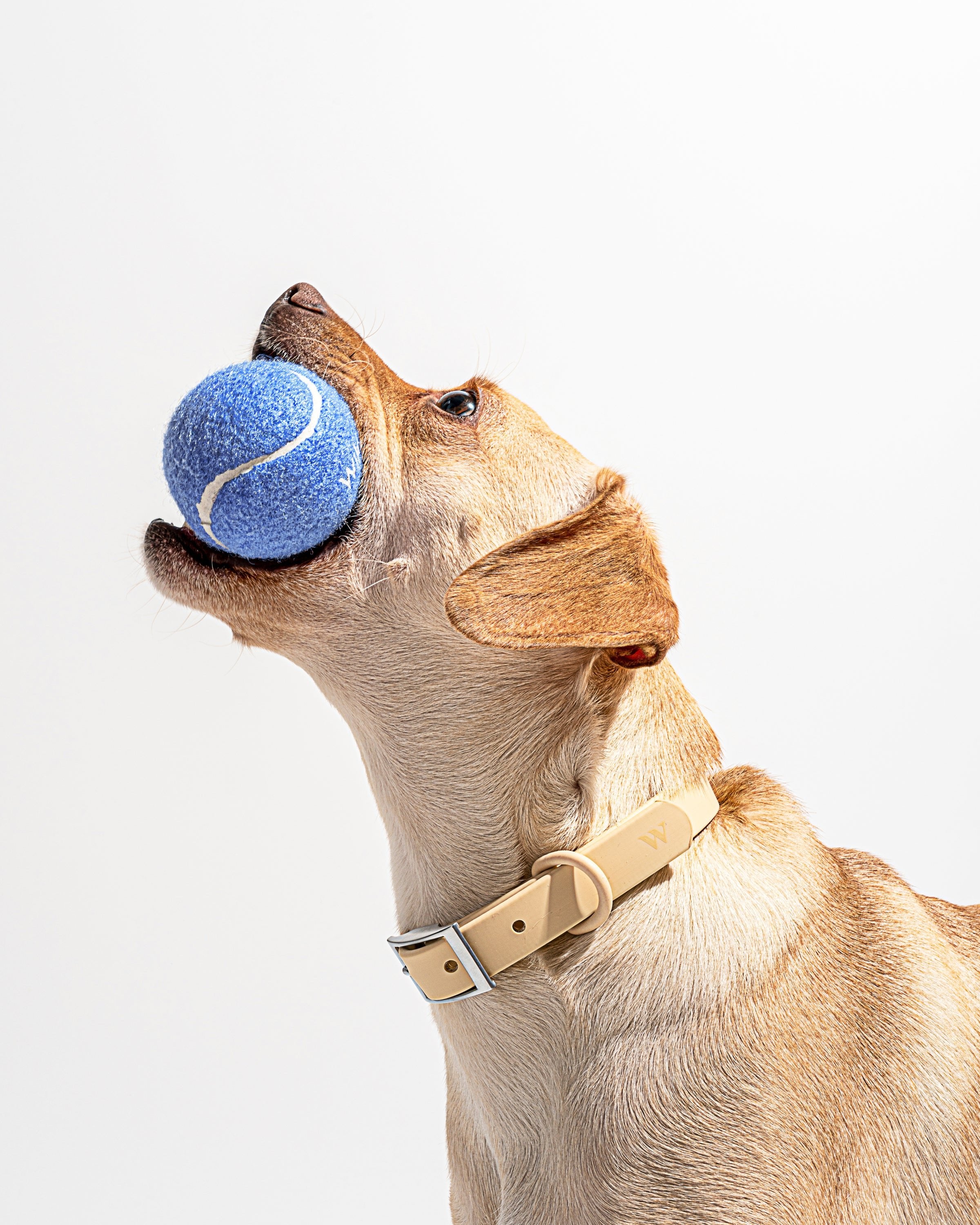 Tennis Balls 4-Pack - View 2