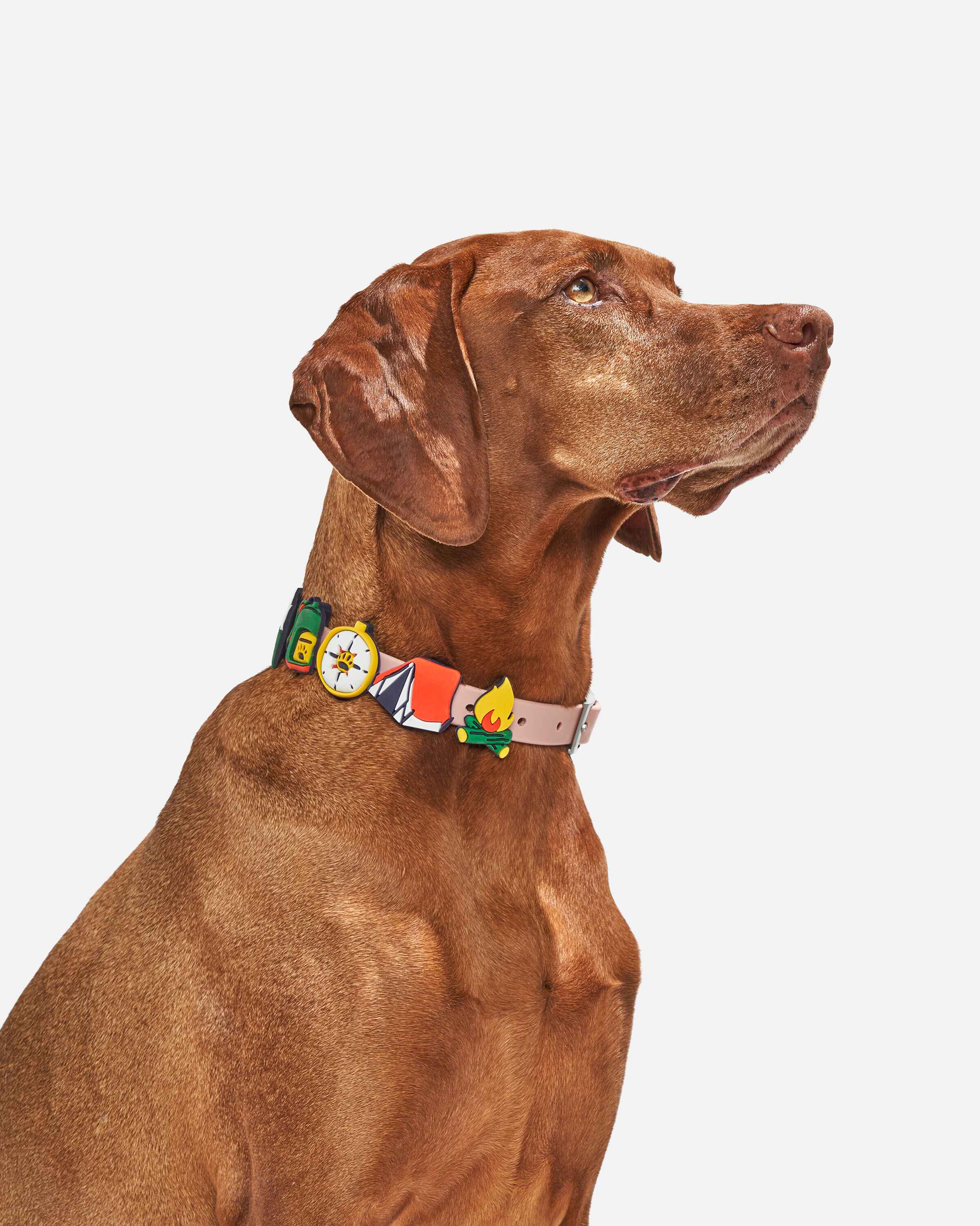Dog Flair Pack - View 2