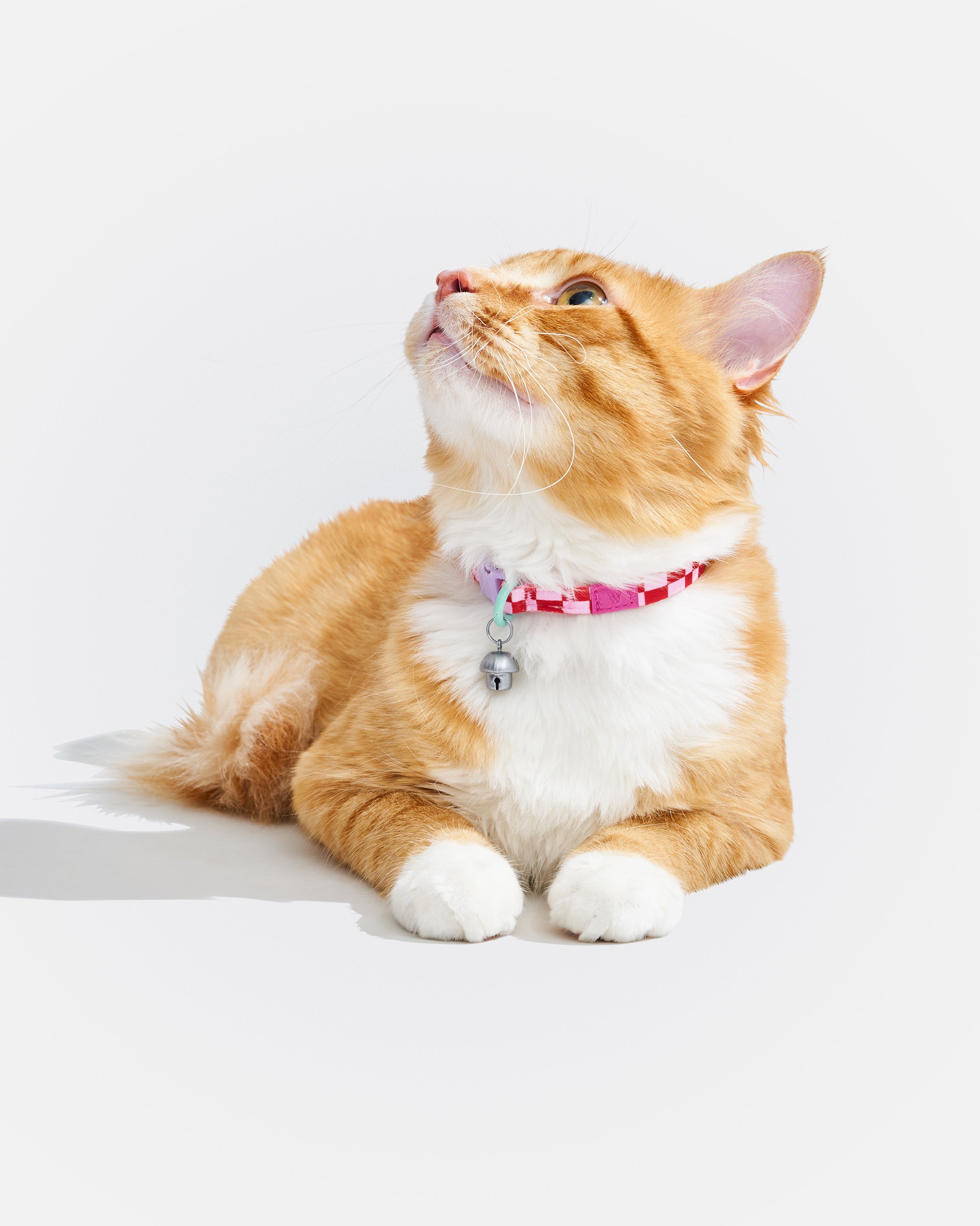 Breakaway Cat Collar - View 6