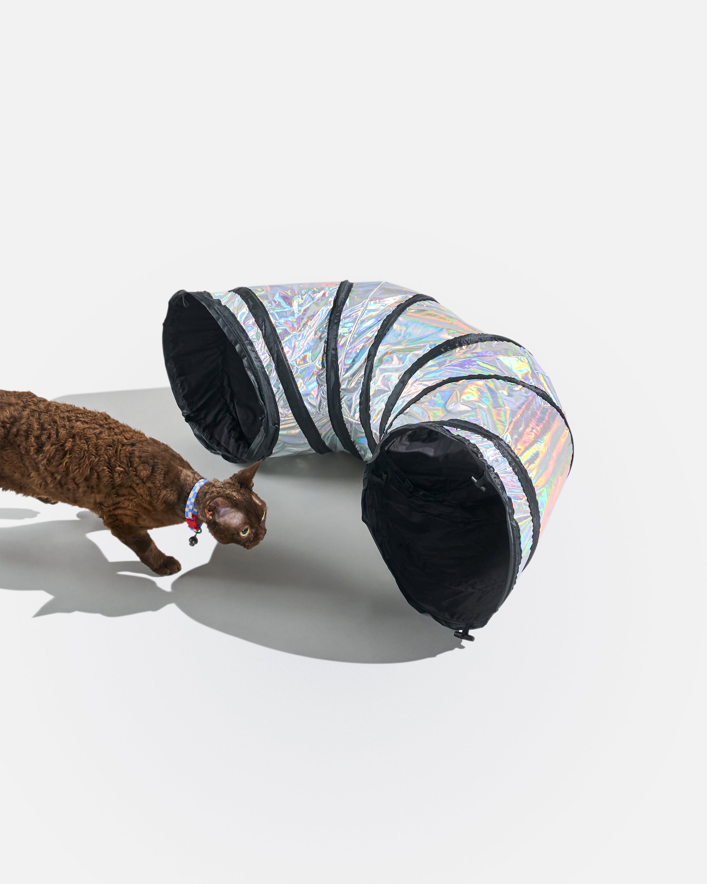Cat Tunnel - View 3