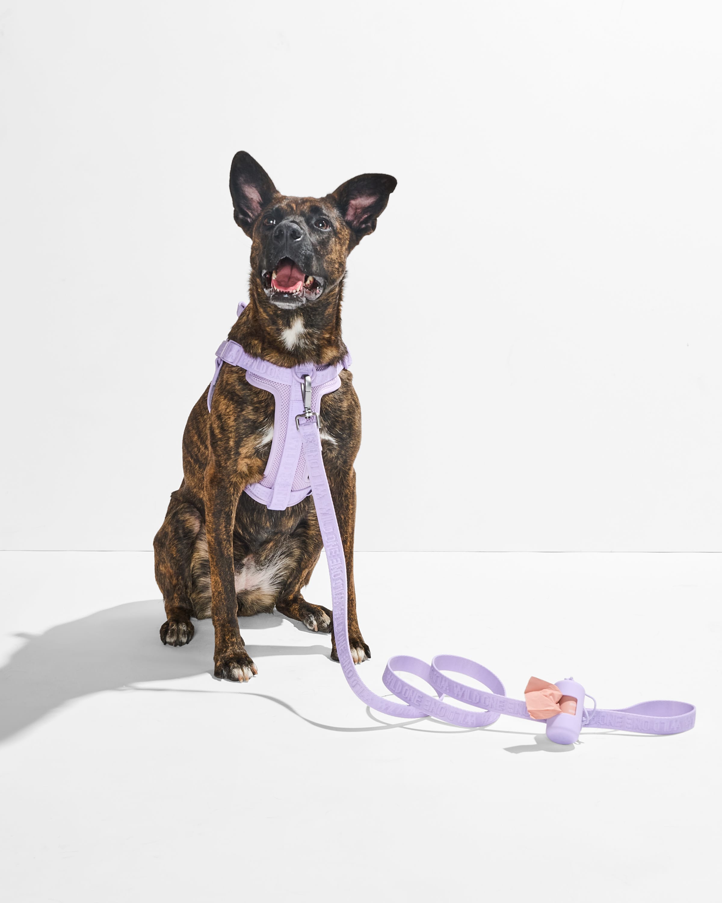 Step-In Harness + Lightweight Leash Walk Kit - View 5