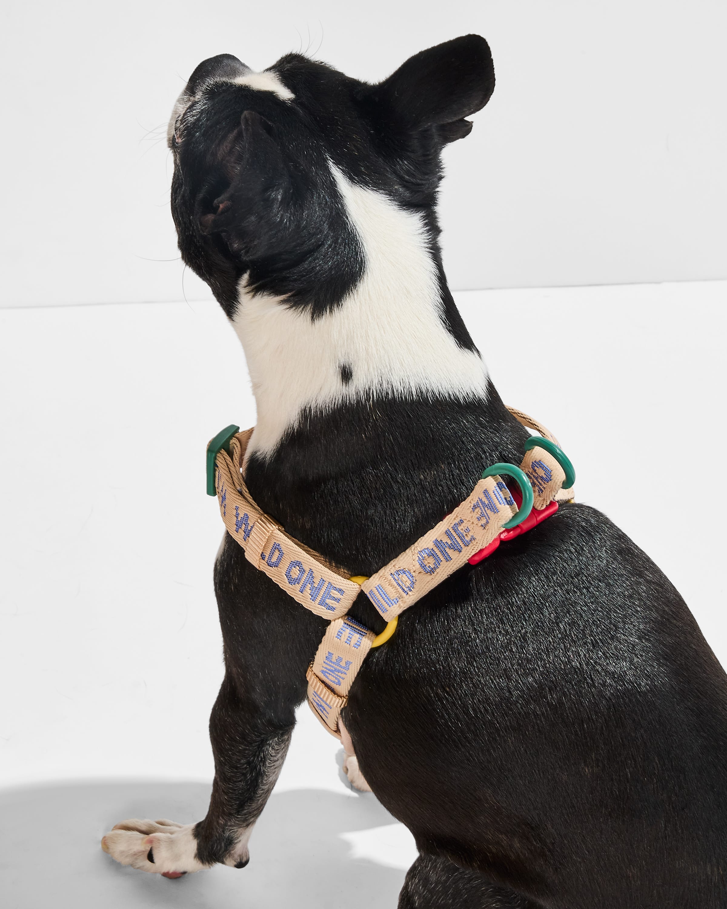 Step-In Harness + Waterproof Leash Walk Kit - View 3