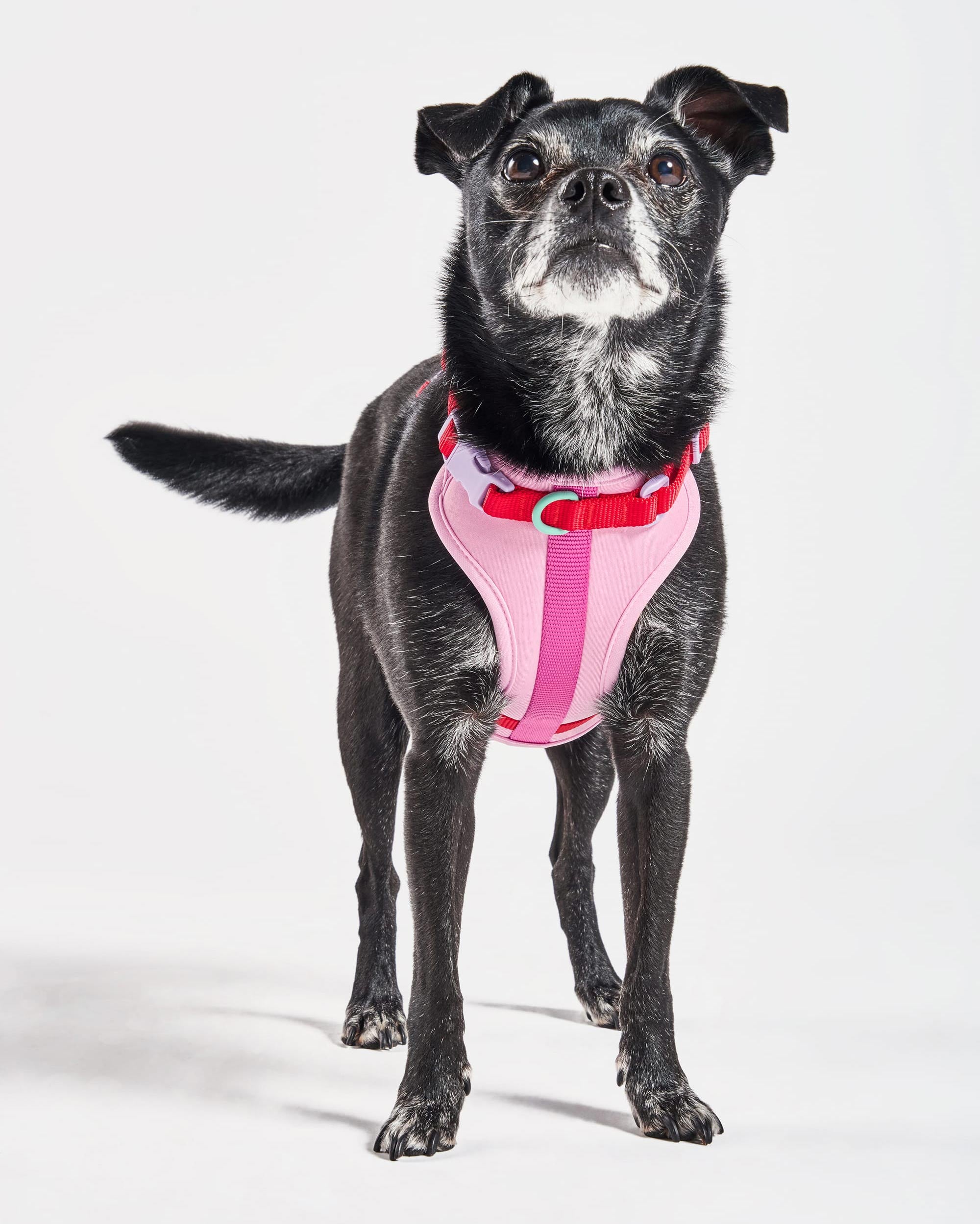Cushioned Dog Harness - View 2