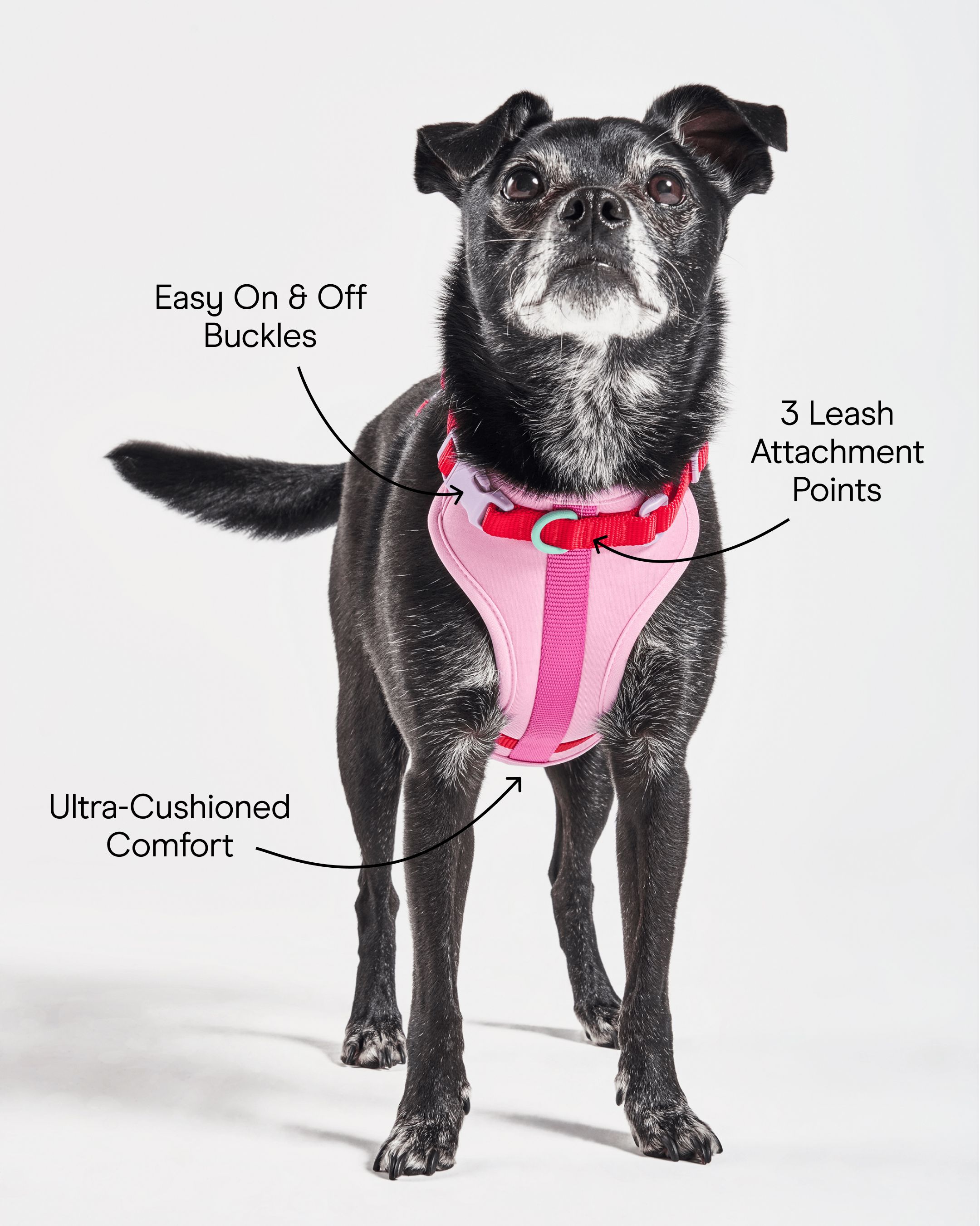 Cushioned Dog Harness - View 3