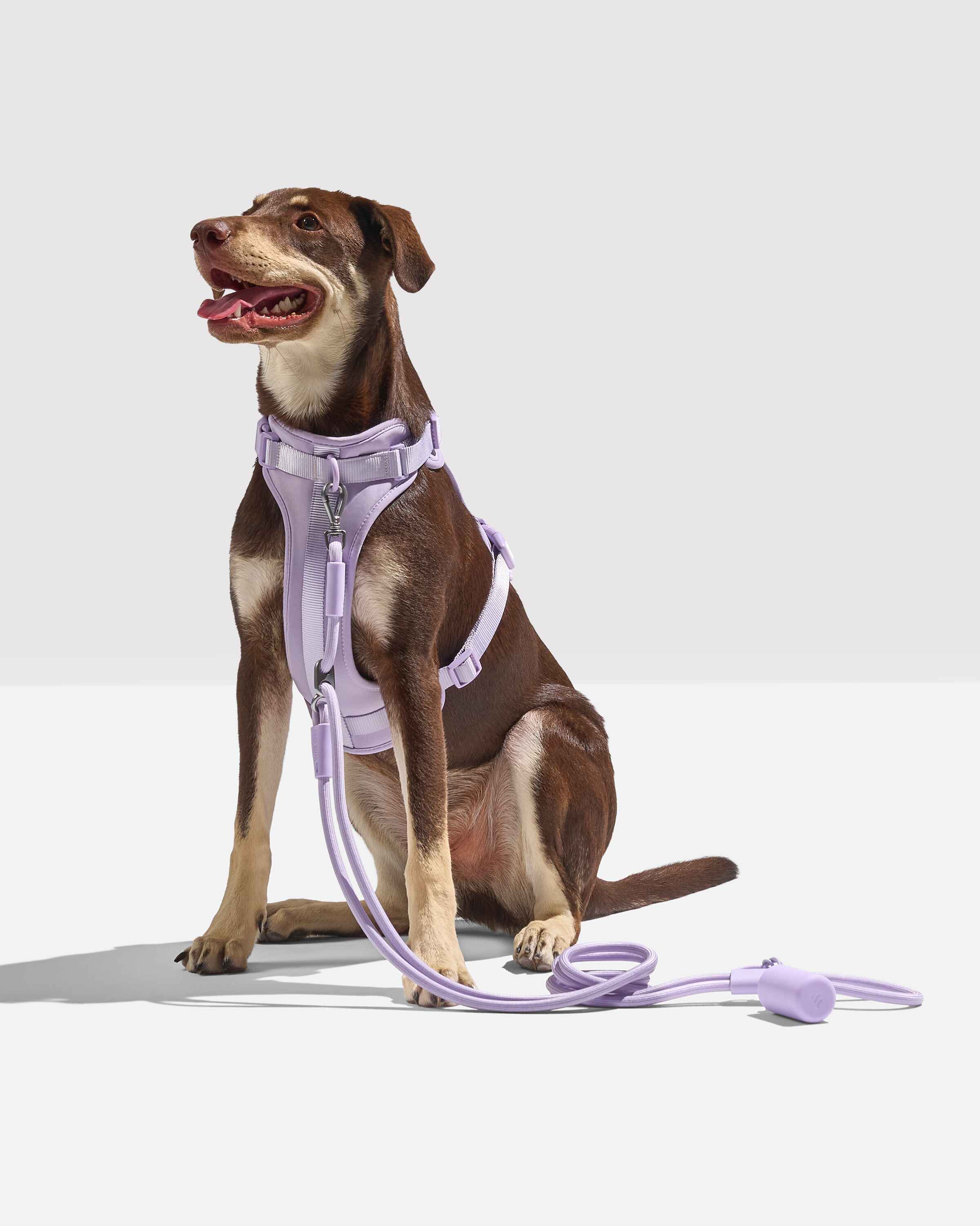 Hands-Free Rope Dog Leash - View 6