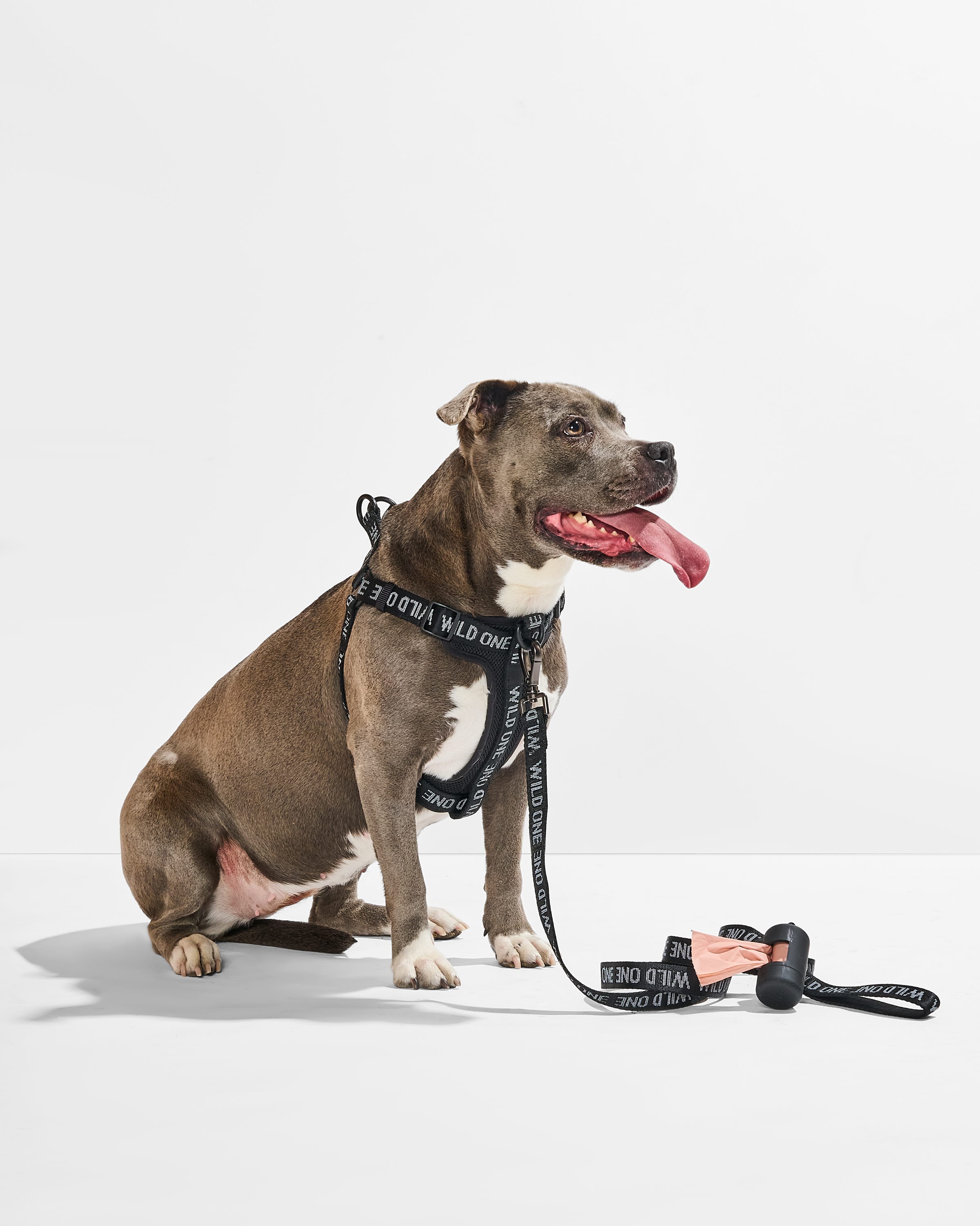 Step-In Harness + Lightweight Leash Walk Kit - View 4