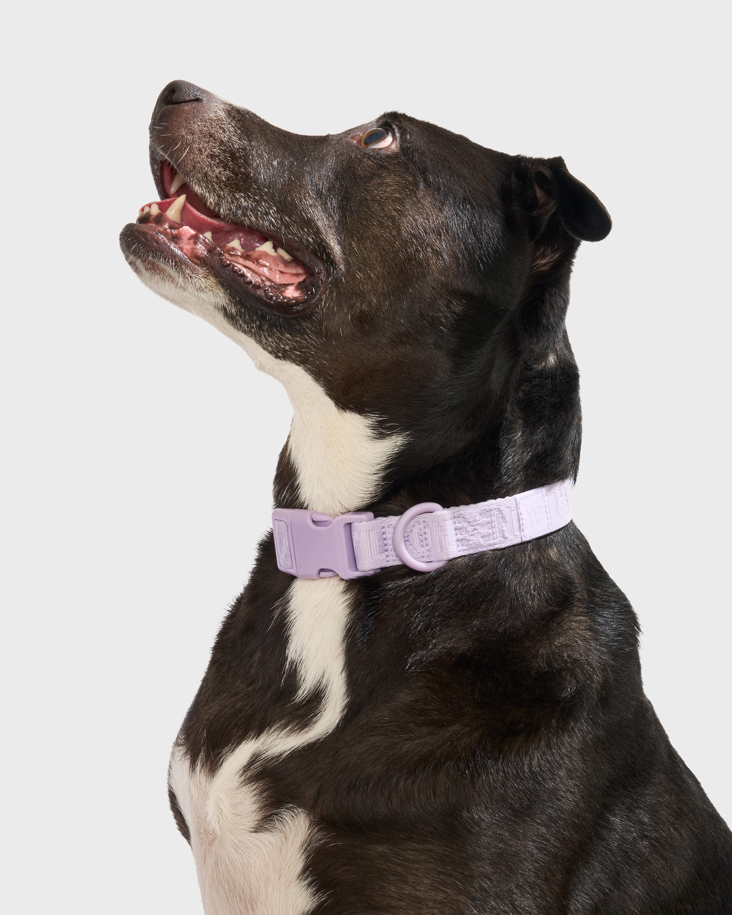 Quick-Release Dog Collar - View 4