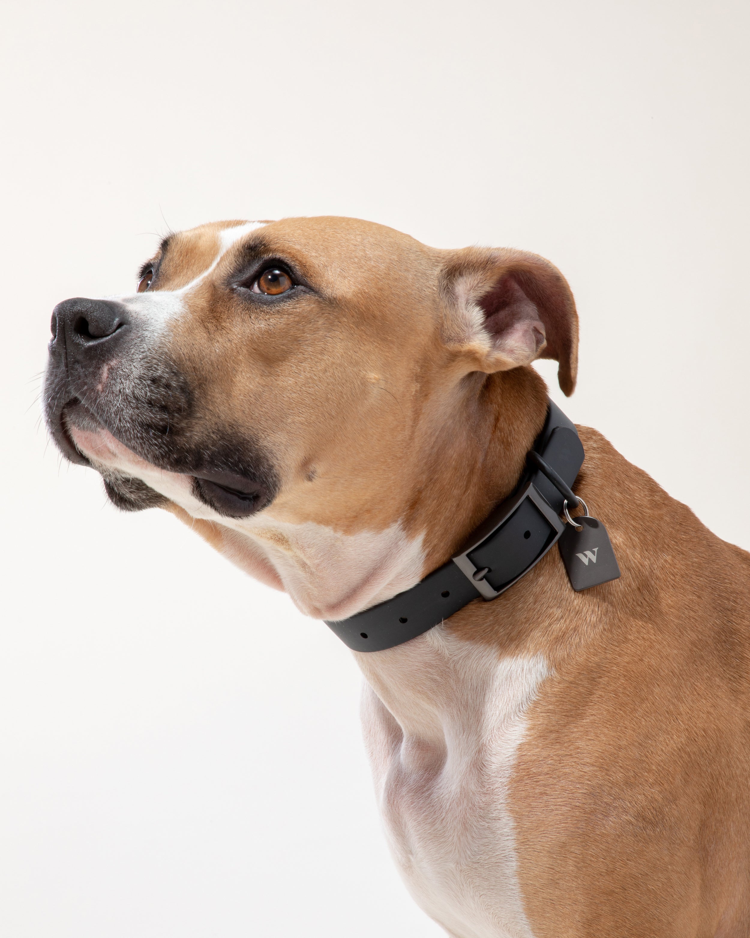Custom Dog Tag - View 6