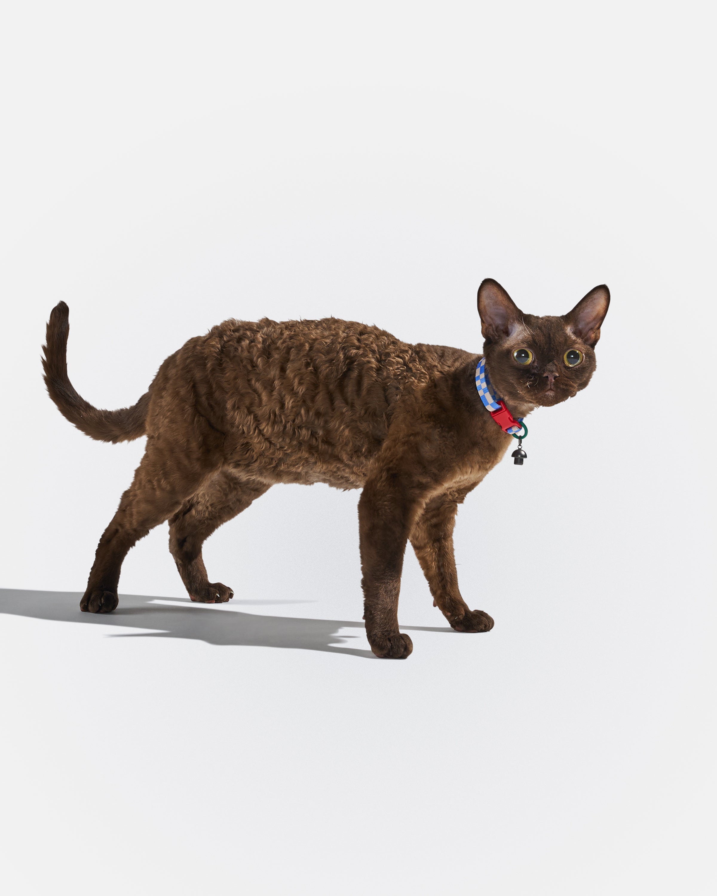 Breakaway Cat Collar - View 2